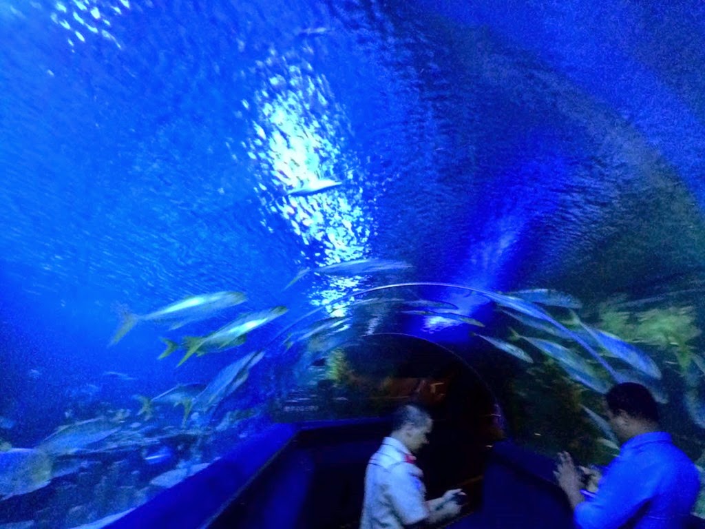 [aquaria-klcc5.jpg]