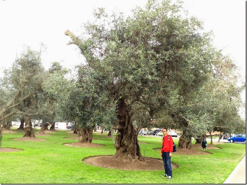 Jardim das oliveiras