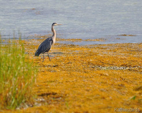 7. great blue heron-kab