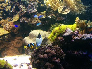 National Aquarium, Baltimore