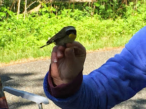Male Common Yellowthroat at the banding station at Sandy Hook, May 22, 2015