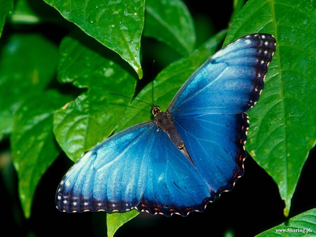 Beautiful Butterflies Wallpaper (84)