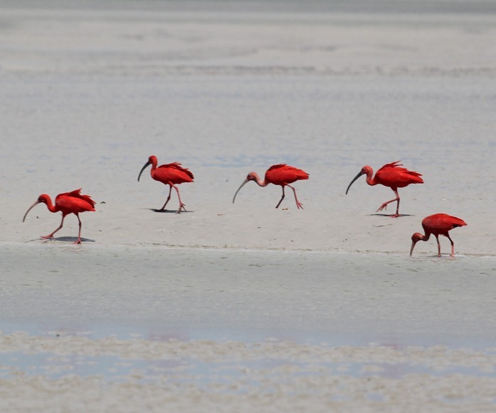 Ibis rosso sull'Ilha do Canela - Bragança, Parà, foto: Diario de um Peregrino
