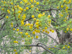Acacia close-up 5/8