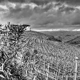 21 aprile 2014 Castiglione Tinella - fotografia di Vittorio Ubertone