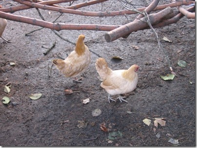 IMG_0236 Chickens at the Oregon Zoo in Portland, Oregon on November 10, 2009