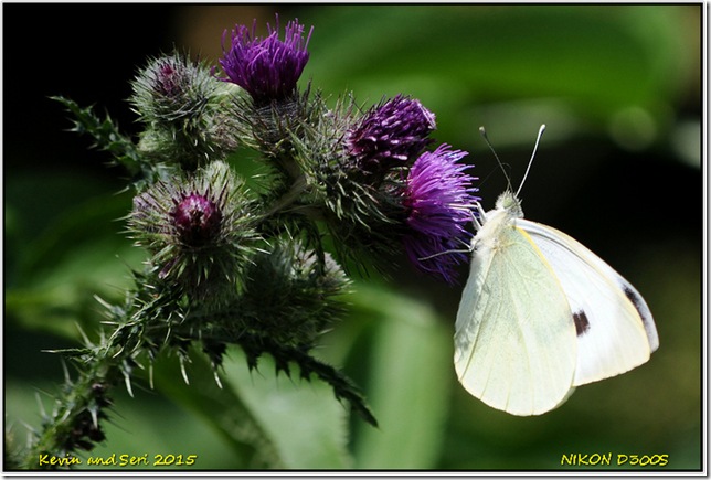 Draycote Meadows - July