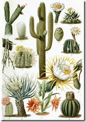 Various_Cactaceae