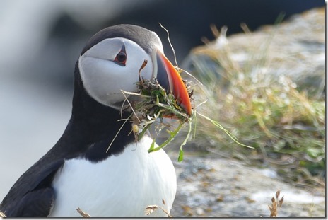 [nl_bonavista_elliston_d3_3_thumb13.jpg]