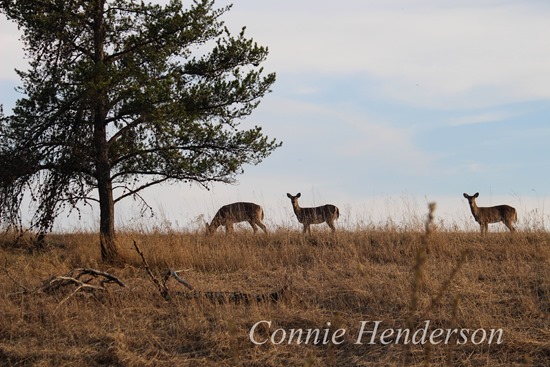 Deer Three May 1