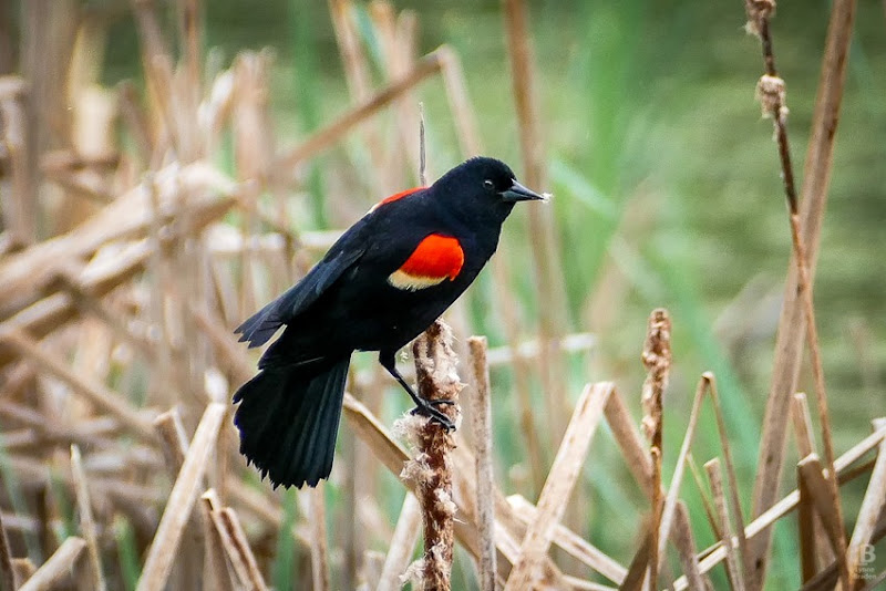 P1030922 Red-winged Blackbird