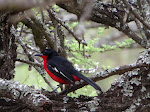 Crimson-breasted Shrike (photo by Clare) - Polokwane Game Reserve