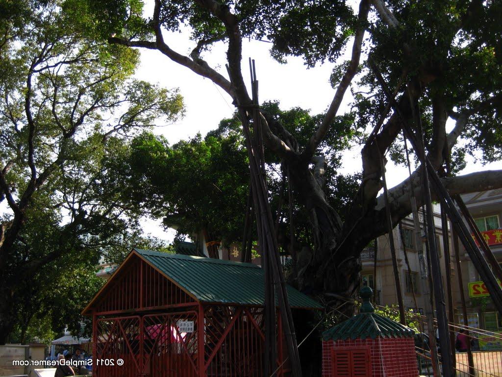 Wishing Tree at Lam Tsuen,