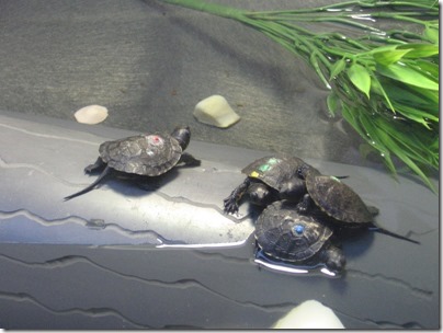 IMG_0179 Baby Western Pond Turtles at the Oregon Zoo in Portland, Oregon on November 10, 2009