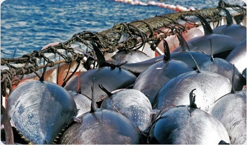 atun-almadraba-pesca-turistas