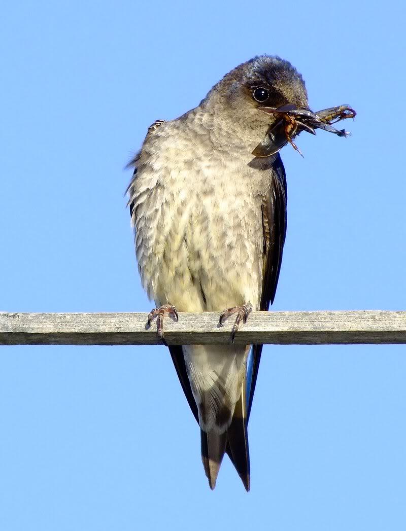 Mom and dad Purple Martin with