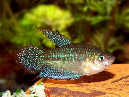 [be-ca-canh-sparkling_gourami_green_c%255B12%255D.jpg]