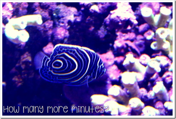 The Townsville Aquarium | How Many More Minutes?
