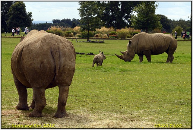 [CotswoldWildlifeParkD800290820151201.jpg]