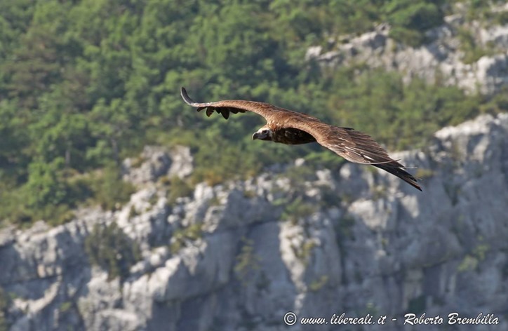 b-Avvoltoio monaco_Verdon-030 (FILEminimizer)