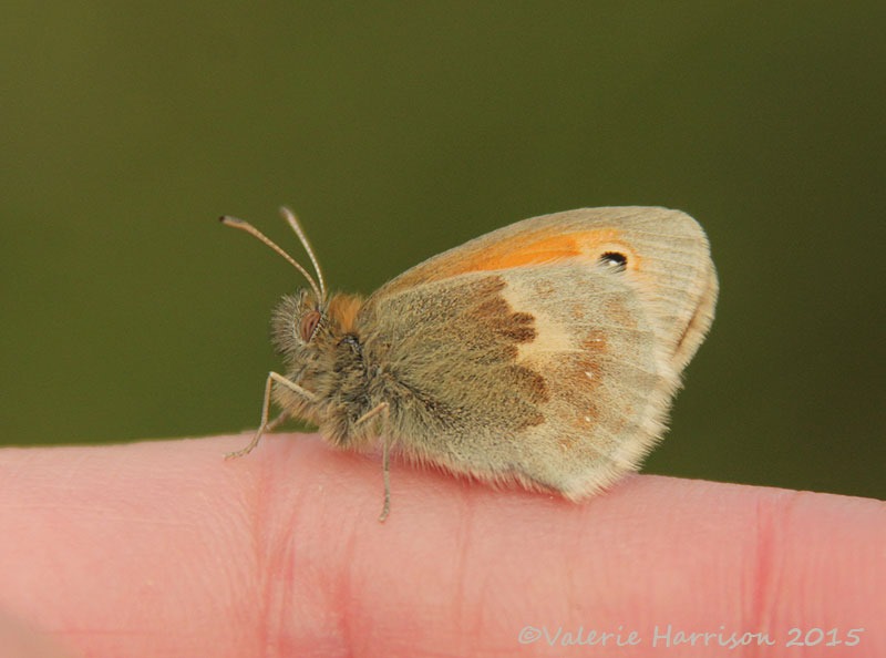 [28-Small-Heath%255B2%255D.jpg]