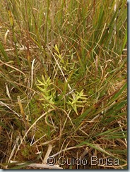 Gentiana pneumonanthe