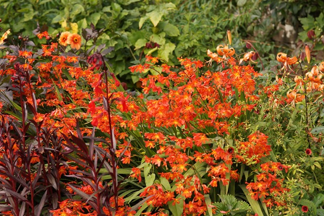 flowers at Dalemain in September