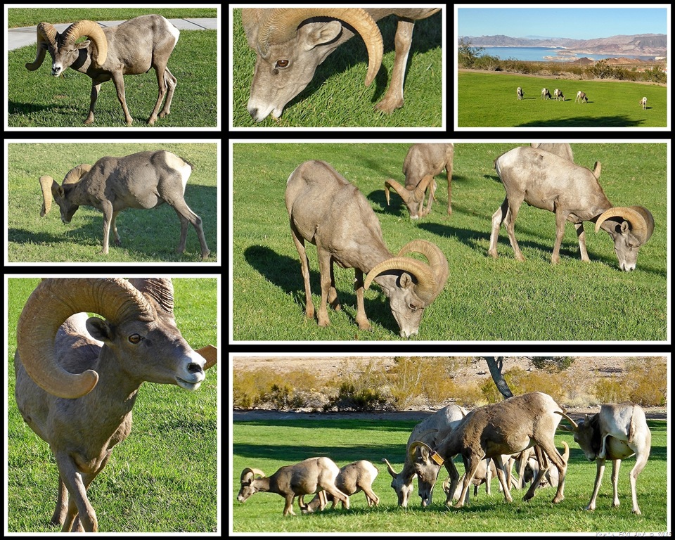 [2015%2520Desert%2520Bighorn%2520Sheep%255B3%255D.jpg]