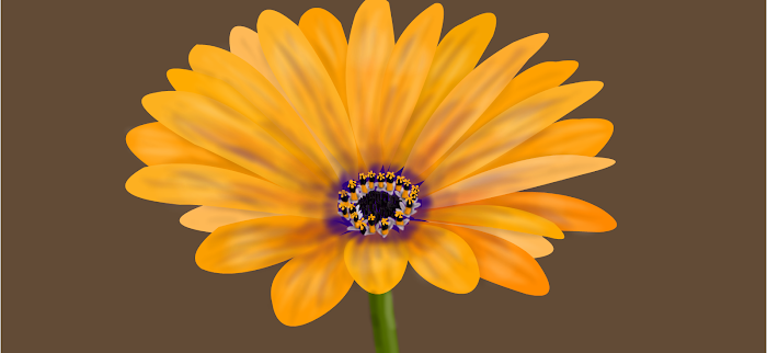 uninspired orange flower