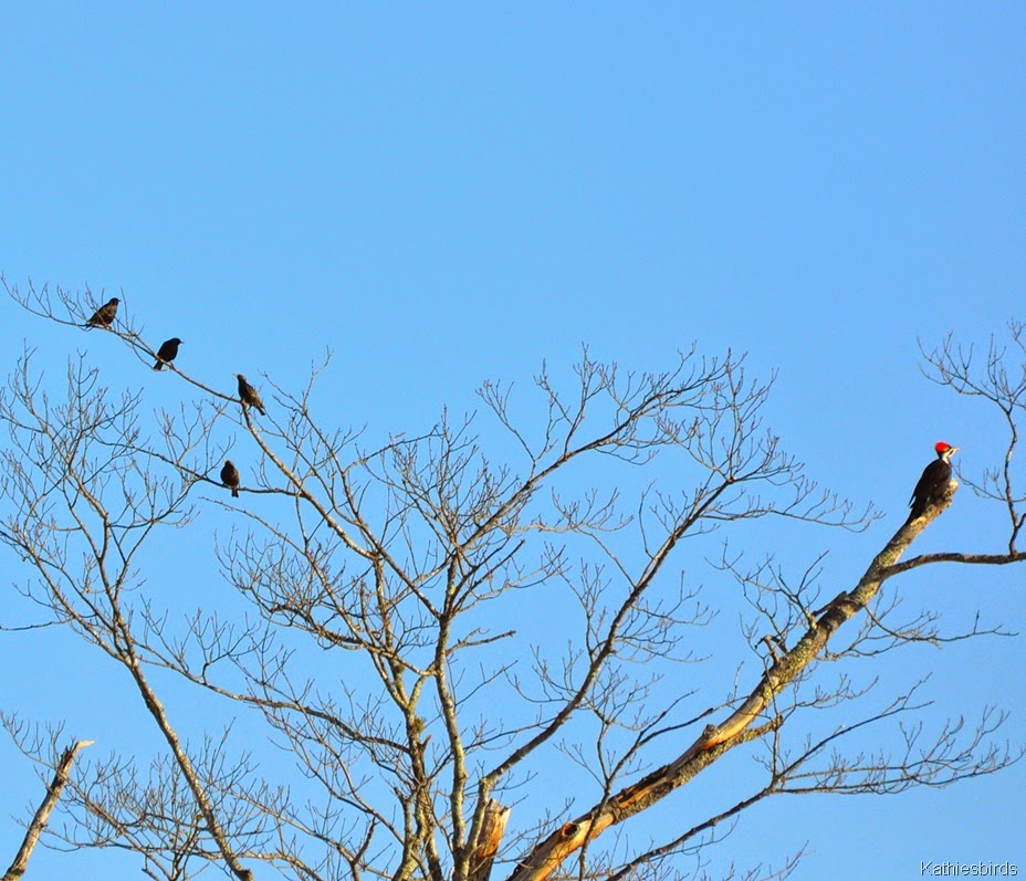 [2.%2520starlings%2520and%2520pileated%2520woodpecker-kab%255B4%255D.jpg]