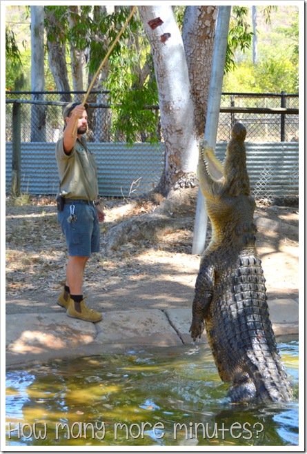 Discover the Fascinating World of Estuarine Crocodiles at Billabong  Sanctuary