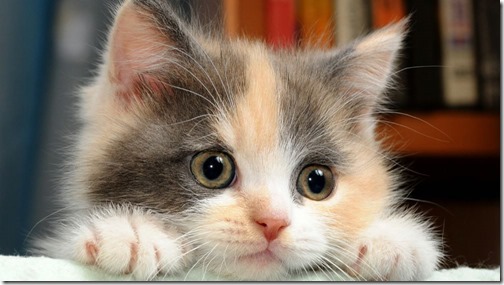 1123cute-cats-wallpapers-background-78