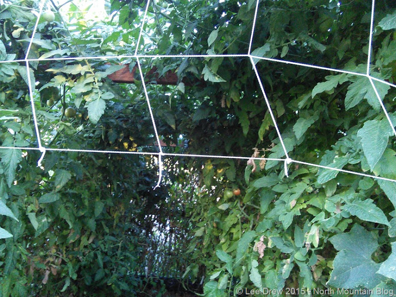 Tomatoes - Thinning Lower Leaves - 8 September 2015