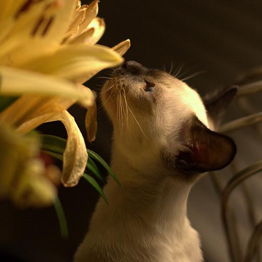 to smell the flowers.