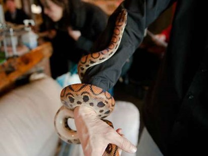 pet cafe cobras