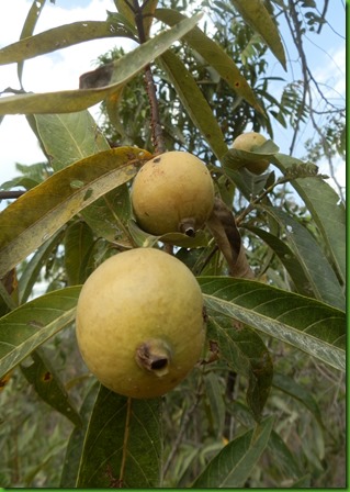 119 Marmelo do Cerrado - Alibertia edulis