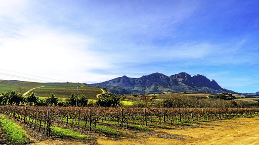 A vineyard in Stellenbosch with a view of the Simonsberg mountain.