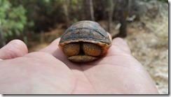 Baby tortoise