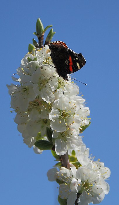 Butterfly on apple tree blossom