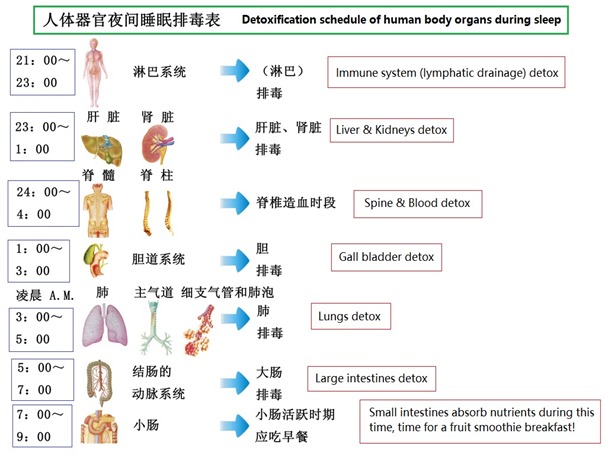 人体器官夜间睡眠排毒表 免费 