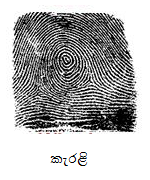 කැරළි