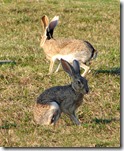 2007 Rabbits in TX Trails 020