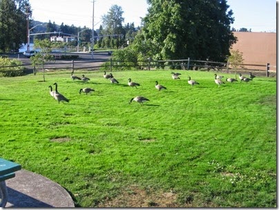 IMG_3837 Geese at Dogwood Park in Milwaukie, Oregon on September 27, 2008