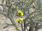 Yellow buckhorn cholla 5/8