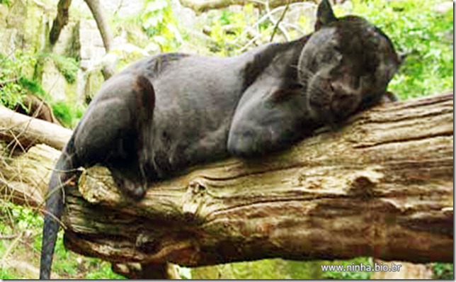 Sleeping black jaguar, (Bagheera from Jungle book?)