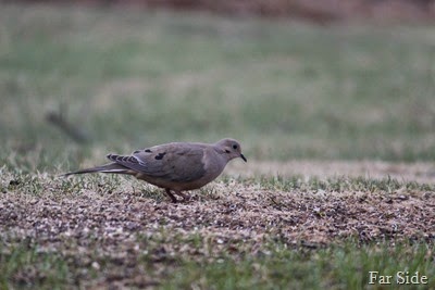 Mourning Dove