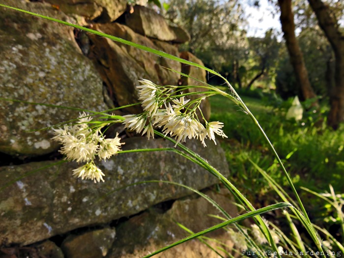 white flower perennial