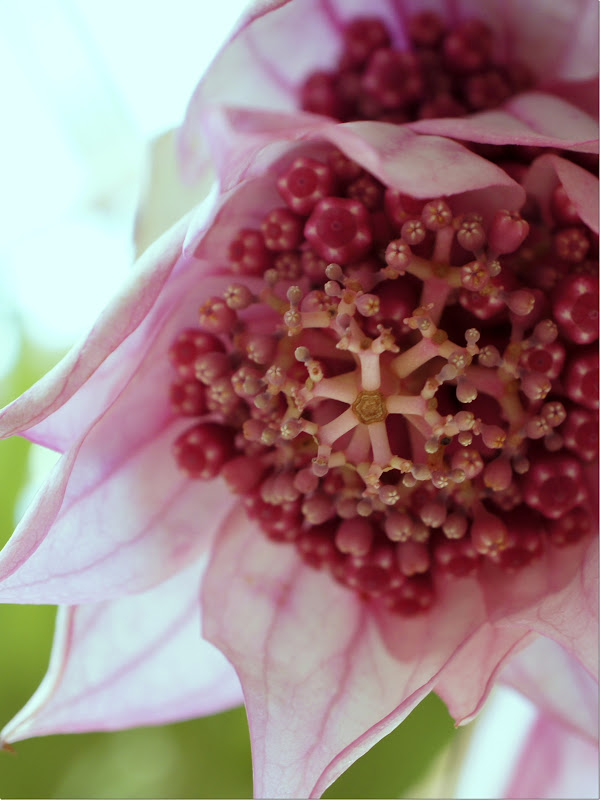 Flower macro photo public domain picture.