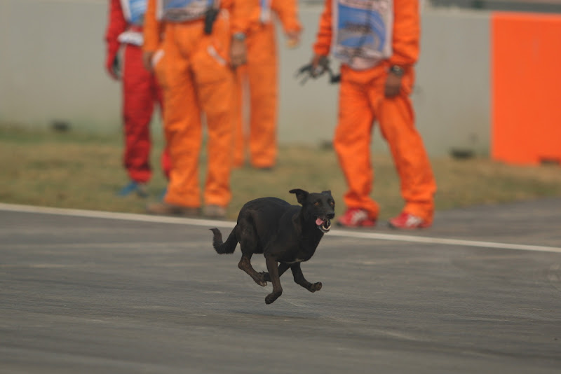 собака на трассе Буддх во время свободных заездов на Гран-при Индии 2011