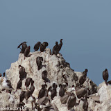 Bird Rock - Orla de Monterey, Califórnia, EUA